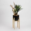 Faux Star Succulent and Driftwood Arrangement in Black Planter and Tan Stand