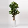 Faux Green Brazilian Fiddle Leaf Fig Tree Arrangement in White Planter