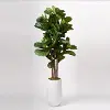Faux Green Brazilian Fiddle Leaf Fig Tree Arrangement in White Planter