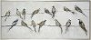 Multi Color Birds on Wire Hand Painted Framed Canvas