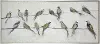Multi Color Birds on Wire Hand Painted Framed Canvas