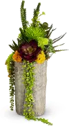 Clearance Multi Color Tree Trunk Succulent Arrangement