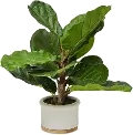 18 Potted Faux Fiddle Leaf Fig Arrangement - Dumpling