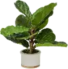 Potted 18 Inch Faux Fiddle Leaf Fig Arrangement - Dumpling