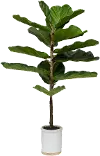 Potted 39 Inch Faux Fiddle Leaf Fig Arrangement - Dumpling