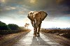 Elephant Walk Tempered Glass and Foil Wall Art