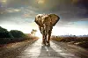 Elephant Walk Tempered Glass and Foil Wall Art