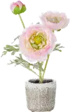 11 Inch Potted Pink Ranunculus