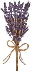 13 Inch Lavender Bundle
