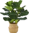 28 Inch Fiddle Leaf Fig Plant Basket
