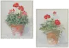 Potted Geranium Framed Print