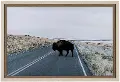 Bison Crossing Framed Art