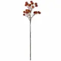 29 Orange Sycamore Stem