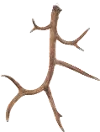 23.5 Inch Natural Wall Antler