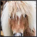 Framed Horse Hair Don't Care Art 3
