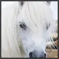 Framed Horse Hair Care Art 4