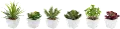 Assorted White Botanical Pot