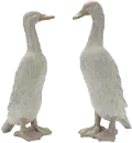 Assorted Standing Duck