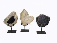 Assorted Petrified Wood