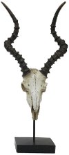 Resin Table Top Animal Skull