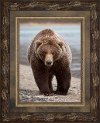 Grizzly Bear Framed Wall Art