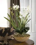 Moth White Orchid Faux Planter Arrangement