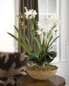 Moth White Orchid Planter Arrangement