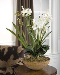 Moth White Orchid Planter Arrangement