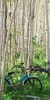 'Left Aspen Heard' Canvas Wall Art