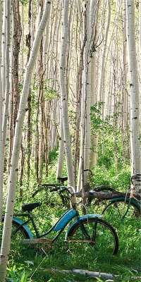 'Left Aspen Heard' Canvas Wall Art