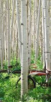 Middle Aspen Heard Canvas Wall Art with Bicycles