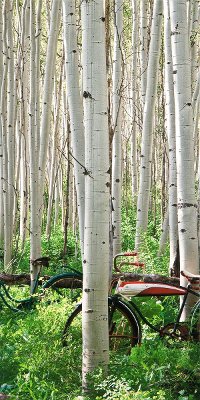 Middle Aspen Heard Canvas Wall Art with Bicycles