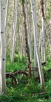 Right Aspen Heard Canvas Wall Art with Bicycles