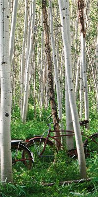 Right Aspen Heard Canvas Wall Art with Bicycles