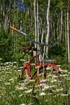 Aspen Daisy with Bicycle Canvas Wall Art