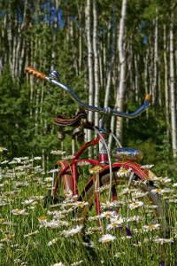 Aspen Daisy with Bicycle Canvas Wall Art