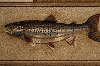 NTR6602 3x8 Brown and Tan 7 Foot Runner Rug - Nature-7