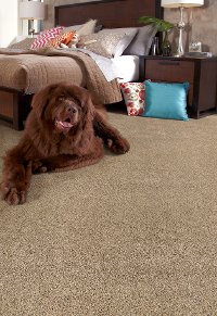 PHN.BLEEKER.STREET Phenix Stainmaster Bleeker Street Carpet-2