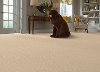 Phenix Stainmaster Poetry Carpet-2