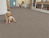 Phenix Stainmaster Fascination Carpet-2