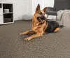 BRE.HERDER.STOCK Dixie Herder Carpet