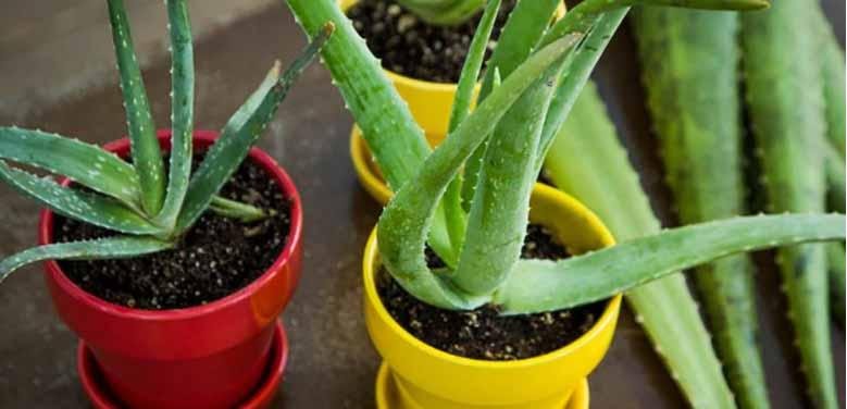 aloe vera plant