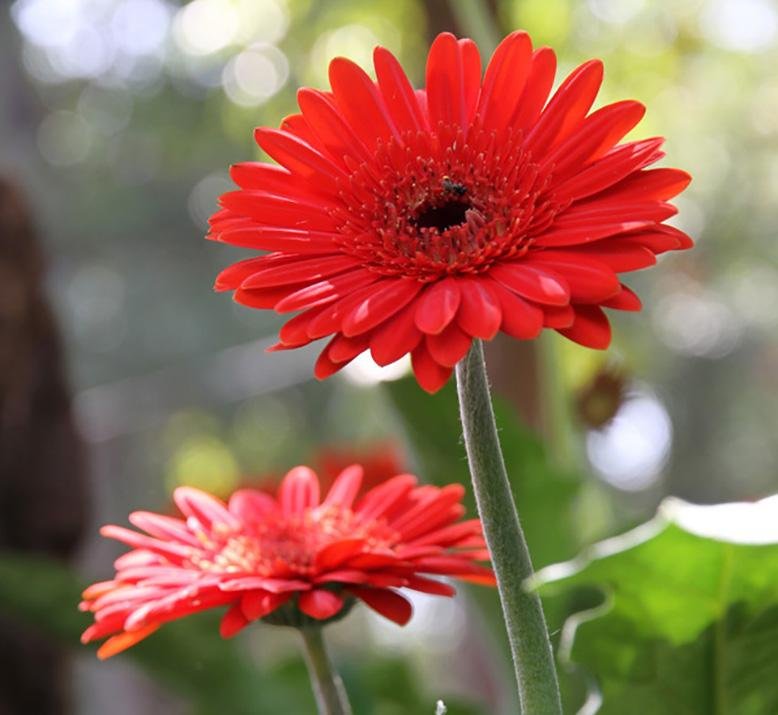 gerber daisy