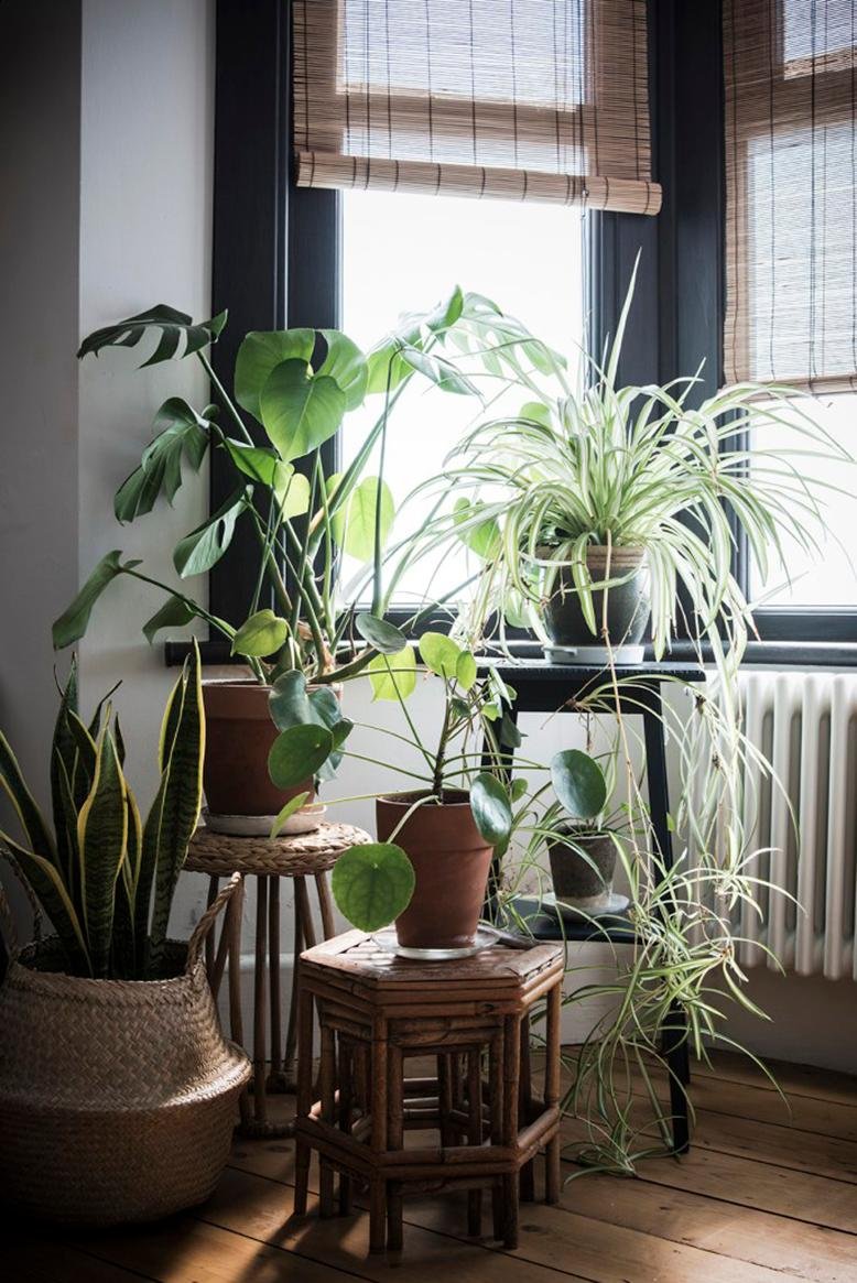 houseplants