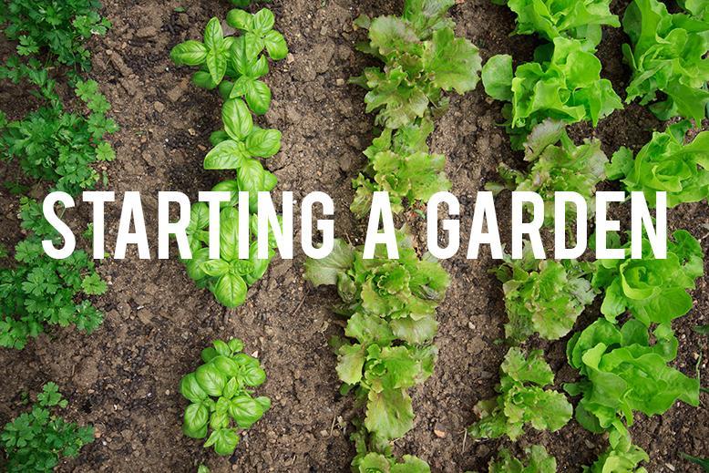 starting a garden