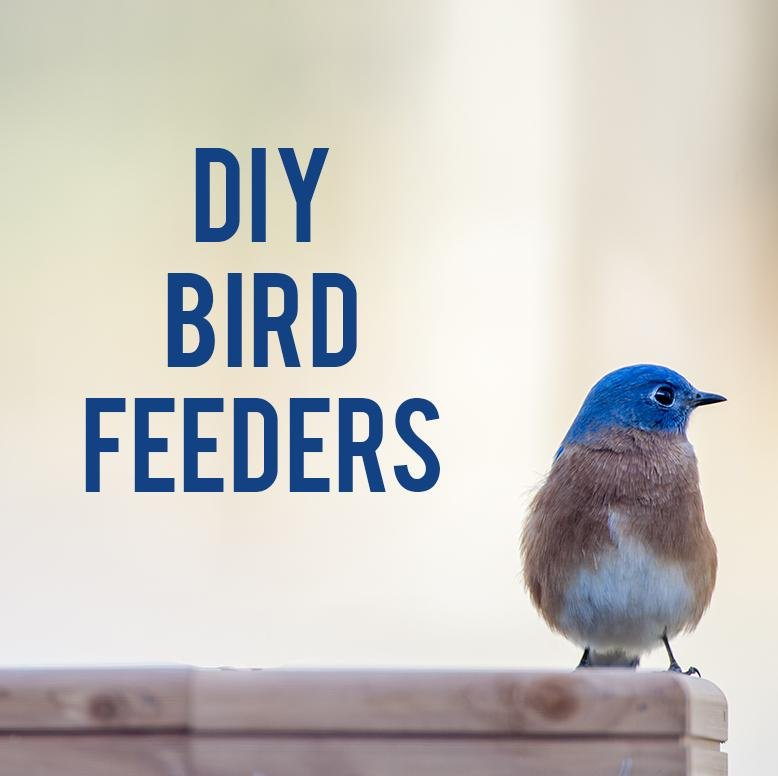 diy bird feeder