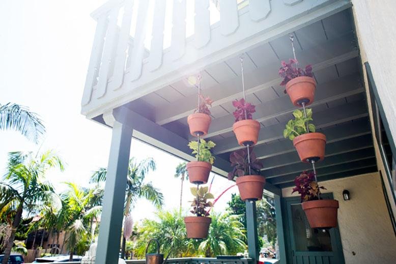 balcony plants