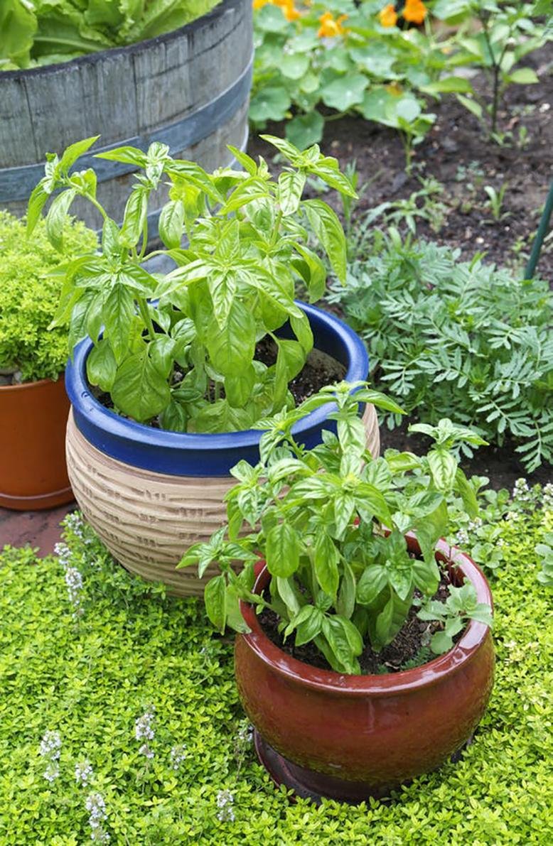 basil plants