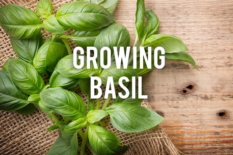 basil