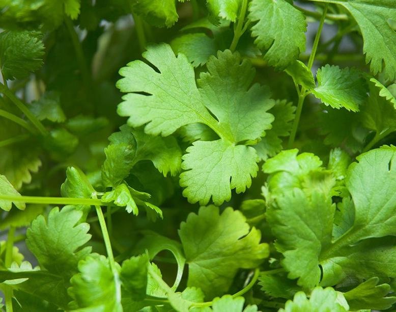 cilantro